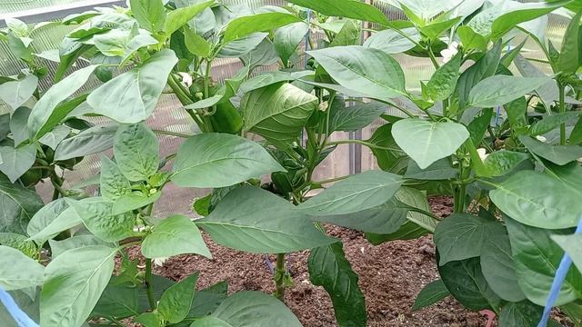 ПЕРЕЦ В ТЕПЛИЦЕ В ДОЖДЛИВОМ, ХОЛОДНОМ ИЮЛЕ. смотреть онлайн