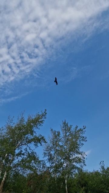 Прекрасная природа реки Дон / Орёл парит над нами / смотреть онлайн