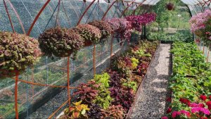 Как вырастить шикарную традесканцию. Обзор  всей коллекции традесканций  и каллизий в саду .Уход.