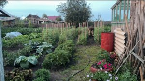 Жизнь в Сибири. День СУРКА. ТЕПЛИЧНАЯ работа.