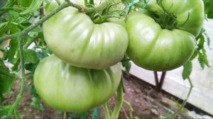 Июльское формирование томатов для налива плодов
