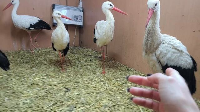 Самый громкий аист