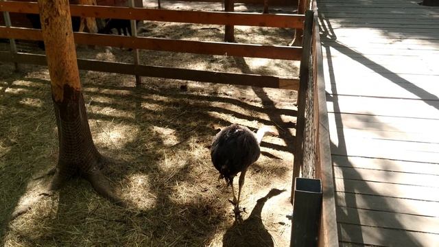 зоопарк.административный округ, район Внуково, квартал № 47 смотреть онлайн