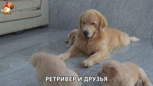 Золотистый ретривер и его друзья милые питомцы 🐕 выпуск (173)