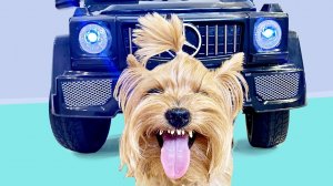 КОРОЧЕ ГОВОРЯ, построил ГЕЛИК для ЗЛОГО ПСА