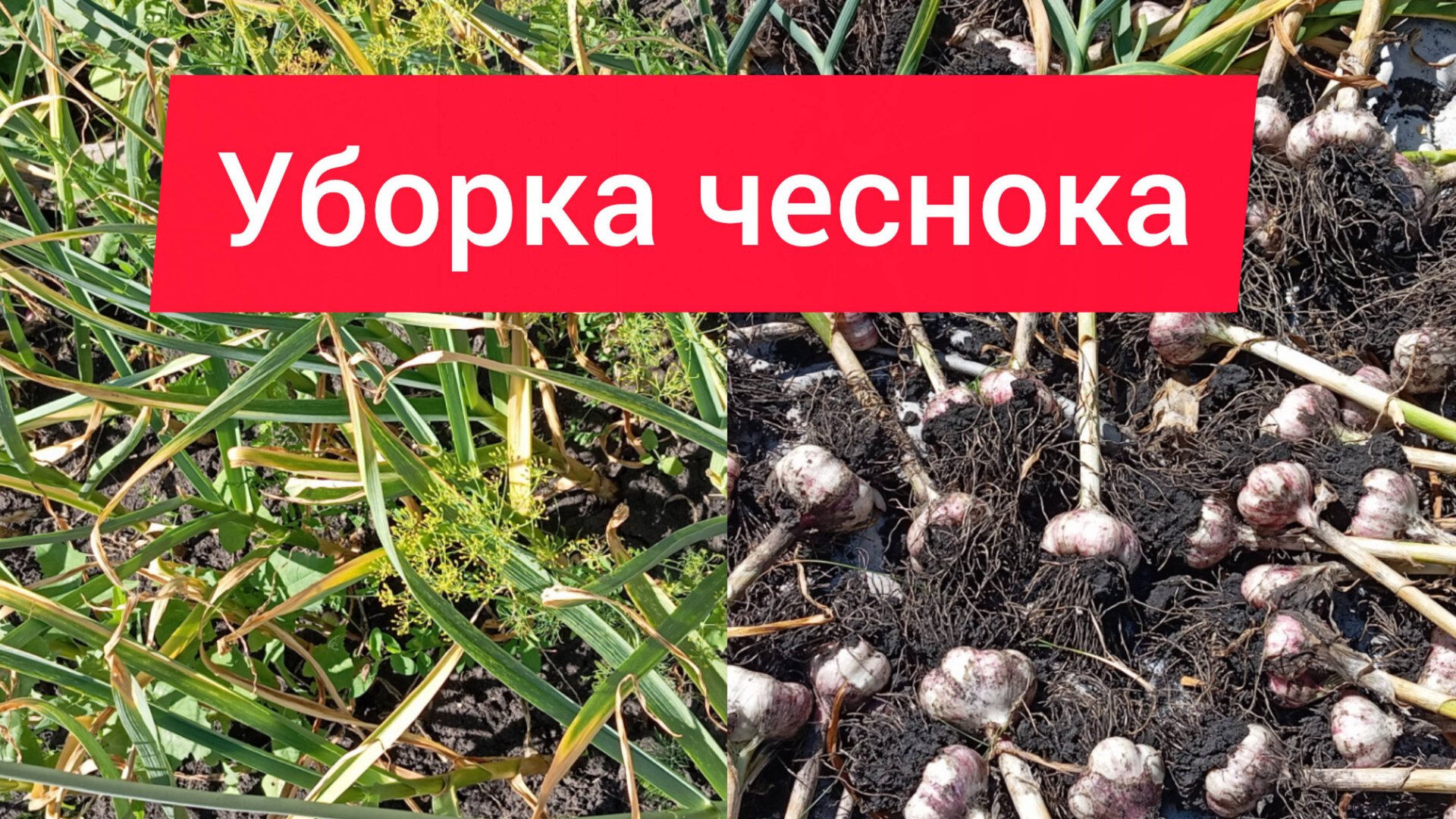 Уборка чеснока смотреть онлайн