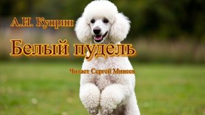 Аудиокнига: А.И. Куприн «Белый пудель» слушать онлайн бесплатно