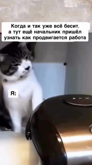 Когда уже всё бесит на работе...