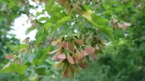 Наша Дарья -В горнице моей светло (Cover Version)