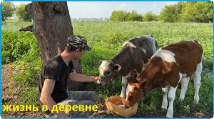 11 ТЕЛЯТ И 6 КОРОВ НА ДВОИХ, А ЕЩЁ И СТРОЙКА, ЖИЗНЬ В ДЕРЕВНЕ1111211111111