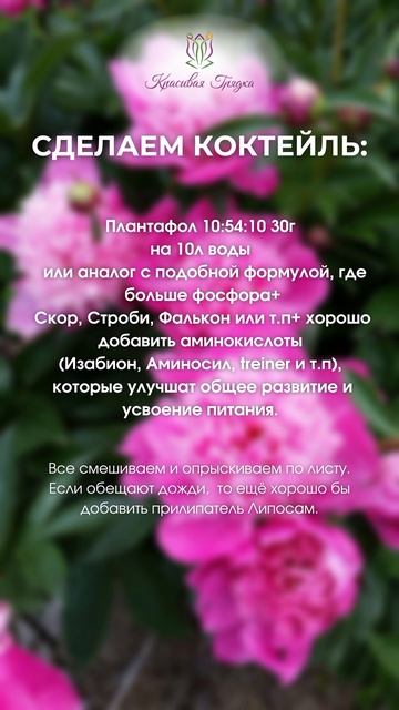 Важная подкормка пионов после цветения! смотреть онлайн