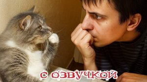 УЛЁТНЫЕ Приколы с котами! С ОЗВУЧКОЙ! УЛЁТНЫЕ смешные коты! Самые смешные животные!🤗СМЕШНОЕ -ВИДЕО