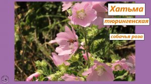 Хатьма (мальва) тюрингенская или просвирник тюрингенский
