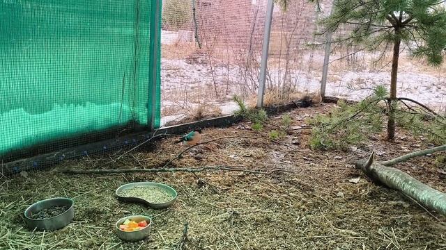 У перепела появился новый сосед