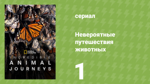 Невероятные путешествия животных 1 серия «Океанские Одиссеи» (документальный сериал, 2023)