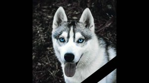 ХАСКИ КАРОЛИНА УМЕРЛА...