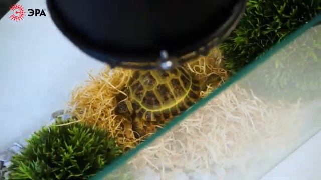 Керамическая тепловая ИК-лампа ЭРА CeramiHeat смотреть онлайн