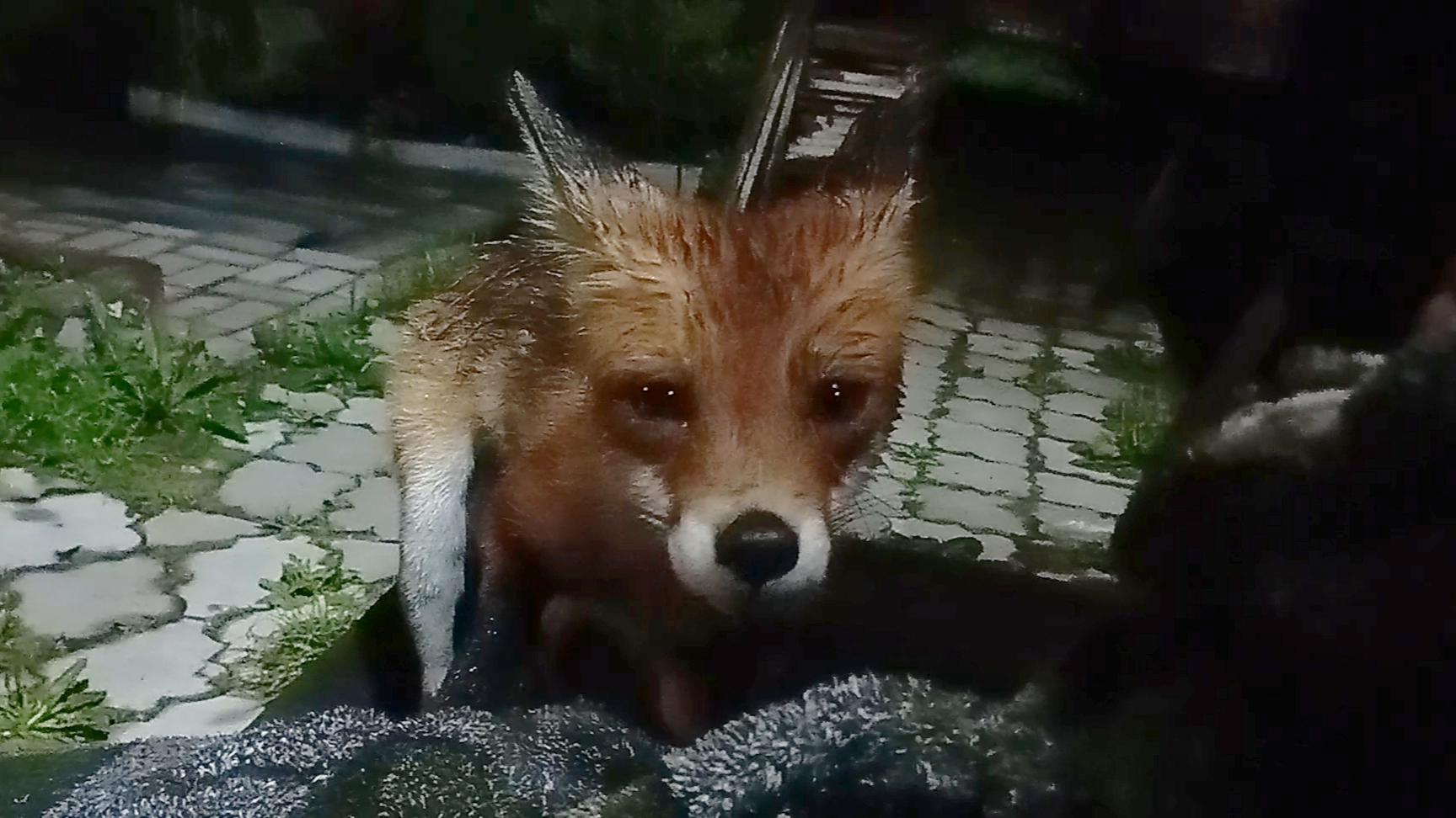 (1062) Лиса приходит в гости. Июль 2025 смотреть онлайн