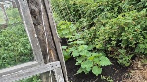 делаю  сосиски