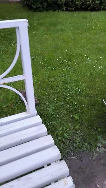 Кто главный хозяин Павловска? смотреть онлайн