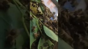 Месячный рой в саду оттянул сотовое гнездо.