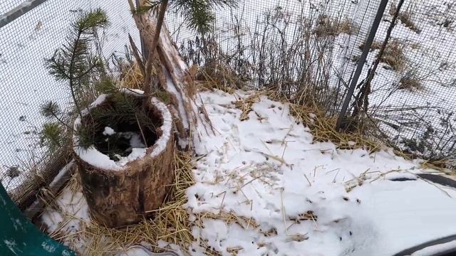 Работящие дятлы, частично невидимые