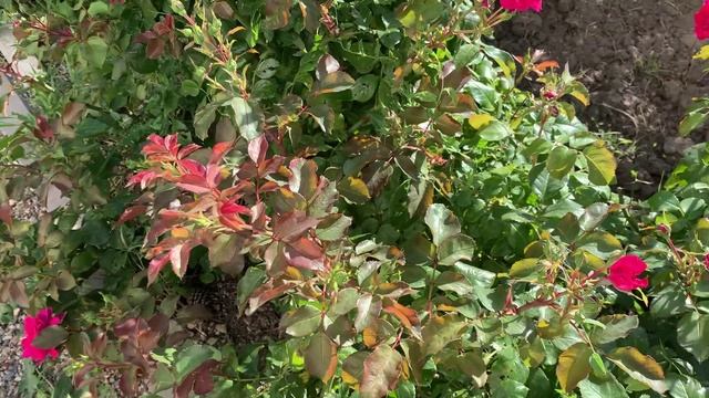 10.07.2025 Цветы у дома