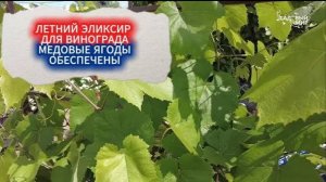 ПОДКОРМКА ВИНОГРАДА ЛЕТОМ - СЕКРЕТНЫЙ ЭЛИКСИР! ПРЕВРАЩАЕМ ЯГОДЫ В МЕД!