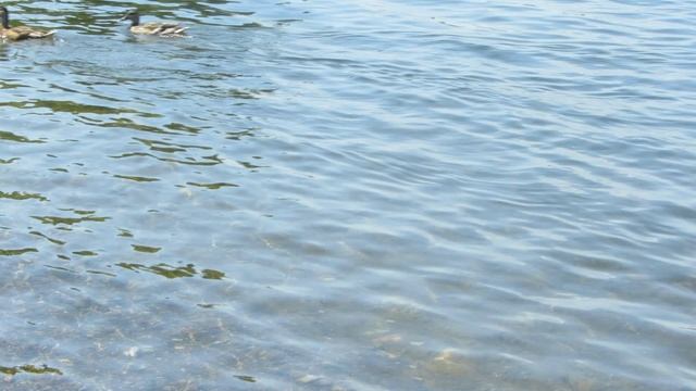 10.7.2025г Енисей вода теплая- купание воробем и голубей в реке MVI_8820 смотреть онлайн