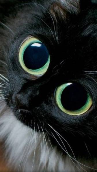 Когда попробовал что у тренера в шейкере