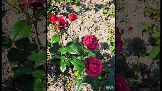 Розы , лилейники и подсолнечники .mp4 смотреть онлайн