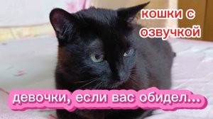 КОШКИ С ОЗВУЧКОЙ.