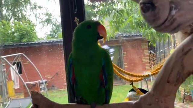 У Терри есть один очень маленький щенок.