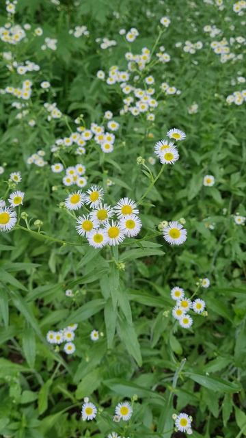 Мелколепестник 23-06-2025