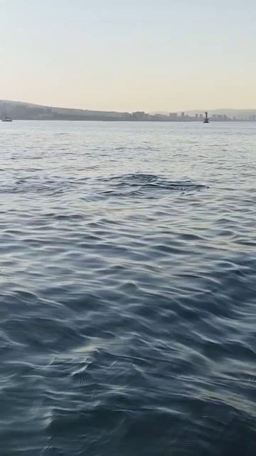 Встреча с дельфинами 🐬 в чёрном море ⛵ смотреть онлайн