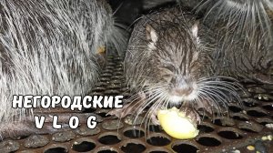 Дождь прошел стороной... Ночное кормление НУТРИЙ. 07.07.25