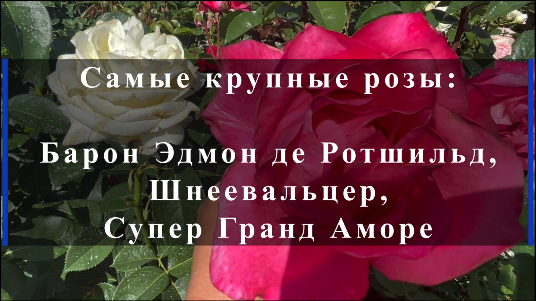 Самые крупные розы: Барон Эдмон де Ротшильд, Шнеевальцер, Супер Гранд Аморе. смотреть онлайн