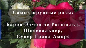 Самые крупные розы: Барон Эдмон де Ротшильд, Шнеевальцер, Супер Гранд Аморе.