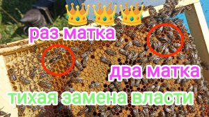 Две пчелиных матки на одной рамке. Пчеловодство Владимирской области.