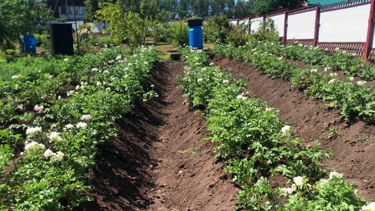 ОКУЧИВАЕМ картофель ЛОПАТОЙ!