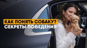 Что чувствует собака? Эмоции, поведение и секреты психологии собак!