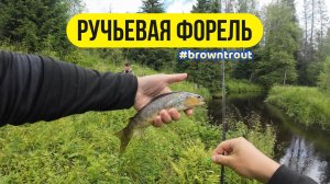 | Микро речка | За форелью по следам медведя |