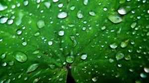 HONOR 400 оживление фото