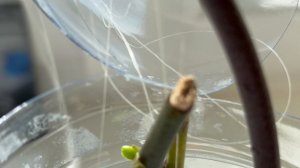 Орхидеи🌺Цветоносы в бутылке 2 месяца спустя 🙄