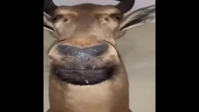 олень с упоротым взглядом