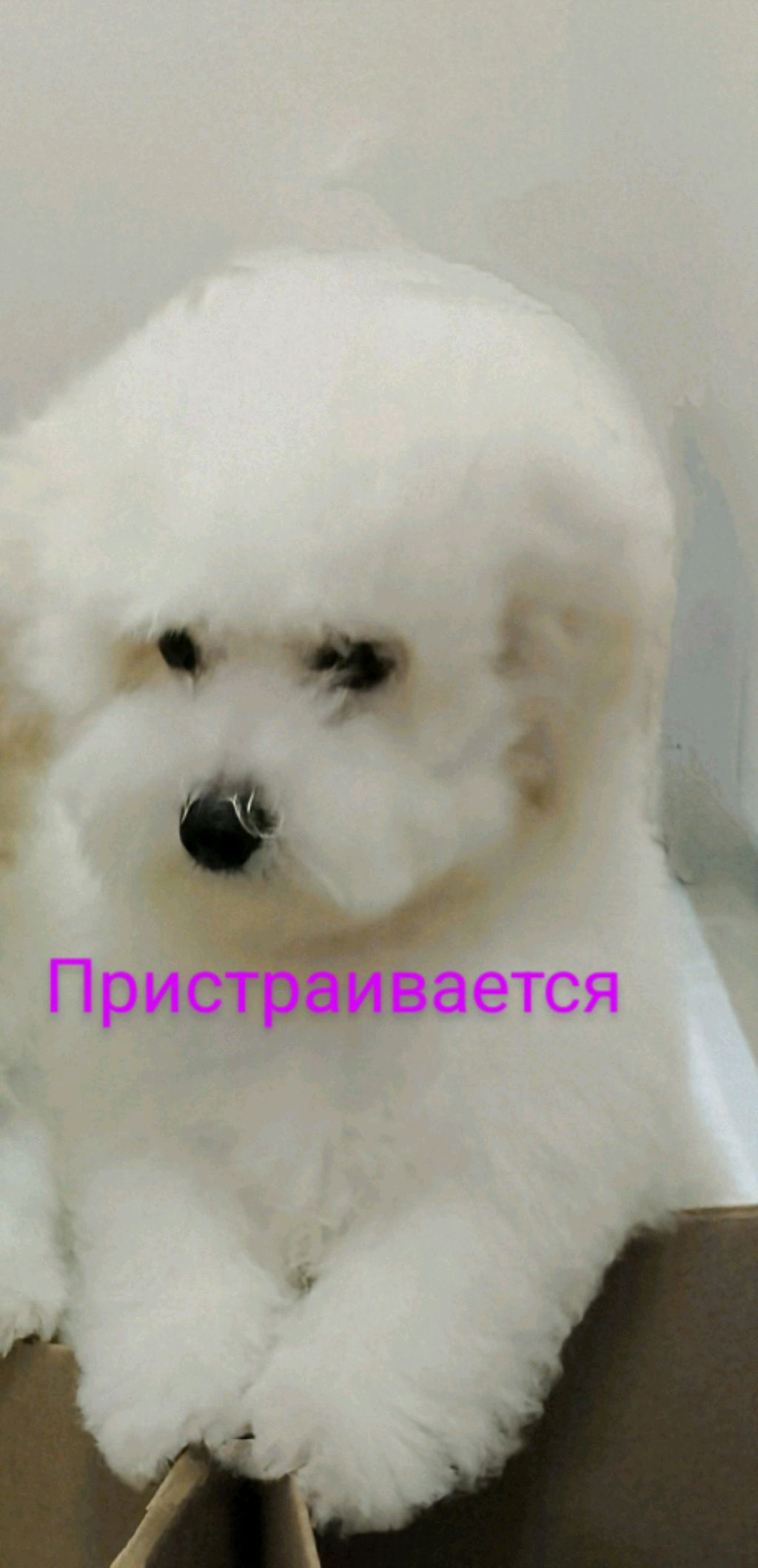 продам щенка породы бишон фризе