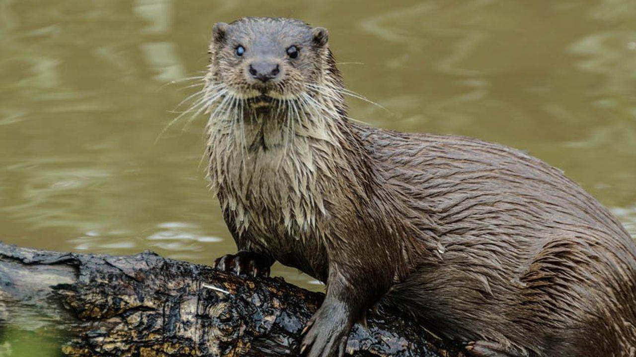 ВЫДРА - МАСТЕР ПОДВОДНОЙ ОХОТЫ. Интересные факты о РЕЧНОЙ ВЫДРЕ
