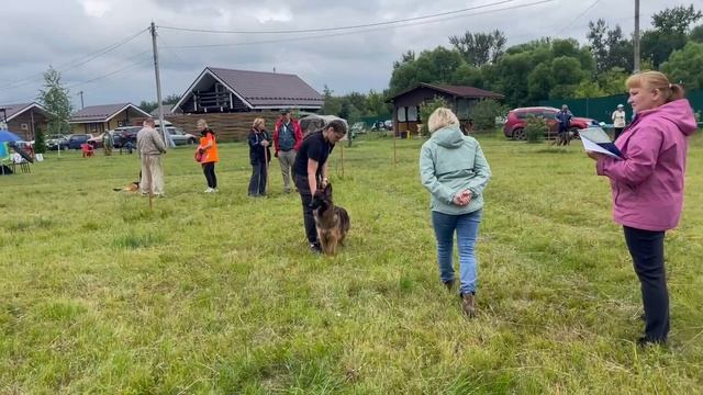 ЮНИОРЫ СУКИ ДШ / КЧК КУРСК 28 июня`25 Е.Никитина Моно немецких овчарок