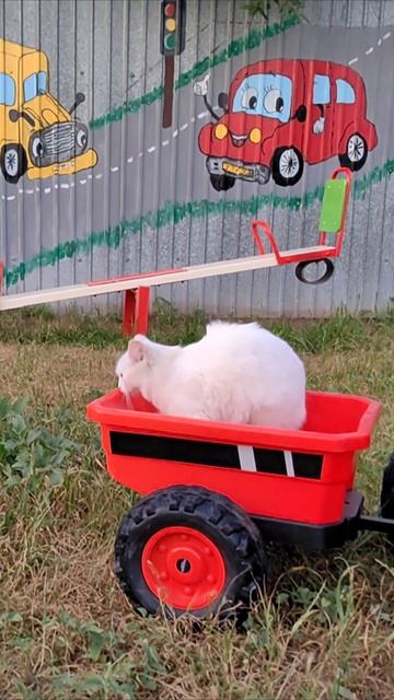 Кошка не хотела ехать на тележке трактора. #кот #шорты 4k смотреть онлайн