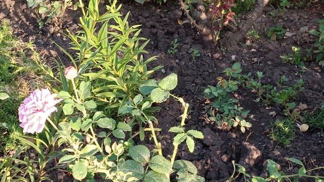 Эту неприятность мы переживëм. смотреть онлайн